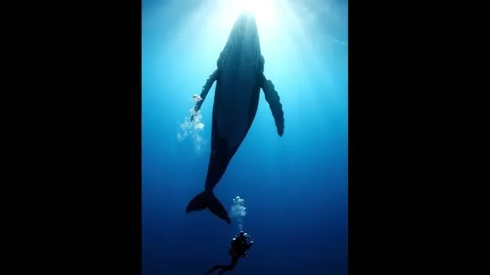 野花视频免费观看完整版720 - 深蓝星球：探索海洋深处的未知世界